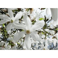 Магнолия Кобус (Magnolia kobus)